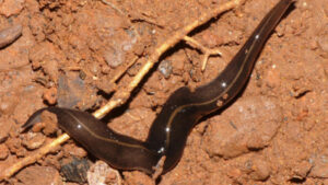 Rat Lungworm Transmitted By Many More Species Than Slugs, Snails