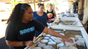 $5M To Support Hawaiian, Pacific Island Students In Marine, Environmental Science