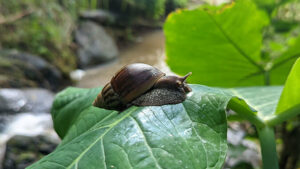 Stressed Snails And Slugs May Spread Rat Lungworm Through Slime